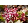 Sedum spurium Purpurteppich - Rozchodnik kaukaski Purpurteppich - zielono-czerwony, liść różowy, wys 10/20, kw 7/9 C0,5 xxxy
