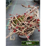 Sedum spurium Roseum Superbum - Rozchodnik kaukaski Roseum Superbum - różowy, zielony liść, wys 10/20, kw 7/9 FOTO