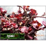 Sedum spurium Schorbuser Blut - Rozchodnik kaukaski Schorbuser Blut - czerwony liść i kwiat, wys 10/20, kw 7/9 FOTO