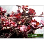 Sedum spurium Schorbuser Blut - Rozchodnik kaukaski Schorbuser Blut - czerwony liść i kwiat, wys 10/20, kw 7/9 FOTO