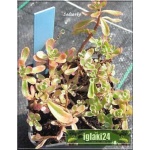 Sedum spurium Tricolor - Rozchodnik kaukaski Tricolor - pstre liście, różowy FOTO