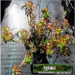 Sedum spurium Tricolor - Rozchodnik kaukaski Tricolor - pstre liście, różowy FOTO
