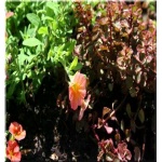 Sedum spurium Voodoo - Rozchodnik kaukaski Voodoo - różowe, wys. 15, kw. 7/8 FOTO zzzz