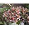 Sedum telephium African Pearl - Rozchodnik wielki African Pearl - brązowe liście, wys 40, kw 8/9 FOTO 
