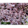 Sedum telephium Cherry Truffle - Rozchodnik wielki Cherry Truffle - liść brązowy, kwiat różowy, wys 15, kw 7/9 FOTO