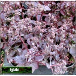 Sedum telephium Cherry Truffle - Rozchodnik wielki Cherry Truffle - liść brązowy, kwiat różowy, wys 15, kw 7/9 FOTO