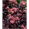 Sedum telephium Chocolate Drop - Rozchodnik wielki Chocolate Drop - kwiat fioletowy, liść czekoladowy, wys 30, kw 7/10 C0,5 xxxy