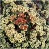 Sedum telephium Desert Blonde - Rozchodnik wielki Desert Blonde - kwiat kremowy, wys 25, kw 8/9 FOTO