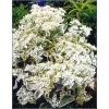 Sedum telephium Frosty Morn - Rozchodnik wielki Frosty Morn - pstre liście, biało-różowe kwiaty, wys. 50, kw. 7/9 FOTO