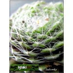 Sempervivum arachnoideum Tomentosum - Rojnik pajęczynowaty Tomentosum - rozeta drobna, wys. 10, kw 6/7 FOTO