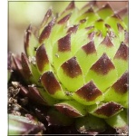 Sempervivum sobolifera - Rojnik włochaty - żółty kwiat, wys. 15, kw. 6/7 FOTO 