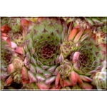 Sempervivum tectorum Biclor - Rojnik murowy Bicolor - zielonoczerwona - wys. 30, kw. 6/7 FOTO 