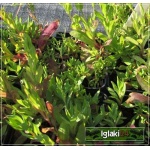Silene orientalis - Lepnica wschodnia - karminowo-różowe, wys. 40, kw. 6/9 FOTO 