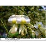 Sophora japonica - Perełkowiec japoński FOTO