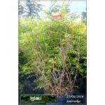 Sorbaria sorbifolia Sem - Tawlina jarzębolistna Sem C2 40-80cm 