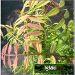 Sorbaria sorbifolia Sem - Tawlina jarzębolistna Sem C2 40-80cm 