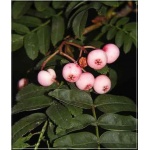 Sorbus arnoldiana Pink Veil - Jarząb Arnolda Pink Veil  f. naturalna C5 _150-180cm