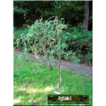Sorbus aucuparia Pendula - Jarząb pospolity Pendula PA _140-160cm C_12 _150-200cm