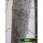 Sorbus aucuparia Pendula - Jarząb pospolity Pendula FOTO