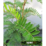 Sorbus Scalaris - Jarząb Scalaris f. naturalna C4 _150-180cm 