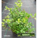 Spiraea betulifolia Tor - Tawuła brzozolistna Tor - białe C2 20-60cm
