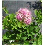 Spiraea densiflora - Tawuła gęstokwiatowa - różowe FOTO