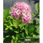 Spiraea densiflora - Tawuła gęstokwiatowa - różowe FOTO