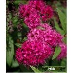 Spiraea japonica Anthony Waterer - Tawuła japońska Anthony Waterer - rubinowe C3 30-40cm 