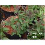 Spiraea japonica Anthony Waterer - Tawuła japońska Anthony Waterer - rubinowe FOTO