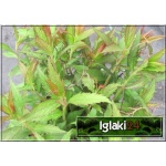 Spiraea japonica Anthony Waterer - Tawuła japońska Anthony Waterer - rubinowe C3 30-40cm 