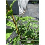 Spiraea japonica Froebelii - Tawuła japońska Froebelii - ciemnopurpurowe C2 40-60cm