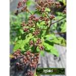 Spiraea japonica Froebelii - Tawuła japońska Froebelii - ciemnopurpurowe C2 40-60cm