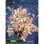 Spiraea japonica Genpei - Tawuła japońska Genpei - Spiraea japonica Shirobana - Tawuła japońska Shirobana - różowe, białe C1,5 20-60cm