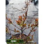 Spiraea japonica Genpei - Tawuła japońska Genpei - Spiraea japonica Shirobana - Tawuła japońska Shirobana - różowe, białe C1,5 20-60cm
