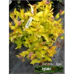 Spiraea japonica Golden Princess - Tawuła japońska Golden Princess - różowe C1,5 10-20x20-40cm