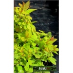 Spiraea japonica Golden Princess - Tawuła japońska Golden Princess - różowe C1,5 10-20x20-40cm