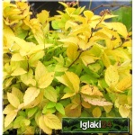 Spiraea japonica Goldmound - Tawuła japońska Goldmound - różowe C5 40-60cm
