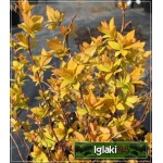 Spiraea japonica Goldmound - Tawuła japońska Goldmound - różowe FOTO
