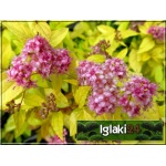 Spiraea japonica Goldmound - Tawuła japońska Goldmound - różowe FOTO