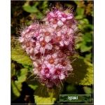 Spiraea japonica Little Princess - Tawuła japońska Little Princess - jasnoróżowe C2 20-30cm