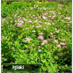 Spiraea japonica Little Princess - Tawuła japońska Little Princess - jasnoróżowe C5 20-40cm