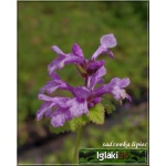 Stachys macrantha Superba - Czyściec wielkokwiatowy Superba - fioletowe, wys. 40, kw. 6/8 FOTO