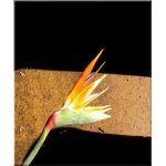 Strelitzia reginae - Strelicja królewska FOTO