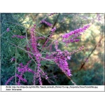 Tamarix parviflora - Tamaryszek drobnokwiatowy FOTO