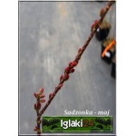 Tamarix parviflora - Tamaryszek drobnokwiatowy FOTO