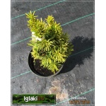 Taxus baccata David - Cis pospolity David C3 20-30cm