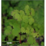 Thalictrum aquilegifolium - Rutewka orlikolistna - purpurowy, wys 40/150, kw 7/9 FOTO