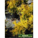 Thuja occidentalis Yellow Ribbon - Żywotnik zachodni Yellow Ribbon C7,5 _100-120cm