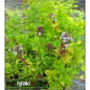 Thymus citriodorus Aureus - Macierzanka cytrynowa Aureus - fioletowe, wys. 15, kw 6/7 C1