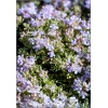 Thymus citriodorus Highland Cream - Macierzanka cytrynowa Highland Cream - różowe, wys. 5, kw 6/7 C0,5